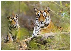 Bandhavgarh National Park