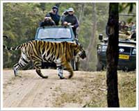 Kanha NAtional Park