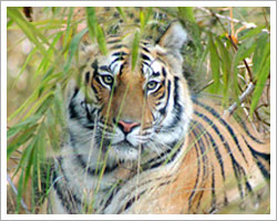 Bandhavgarh national park