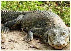 Bhitarkanika National Park