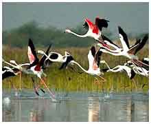 Bharatpur