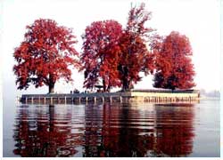 char chinar