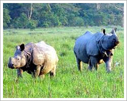 chitwan-national-park-tour