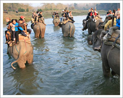 chitwan-national-park