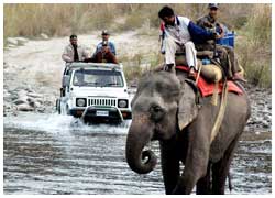 Corbett Tiger Safari