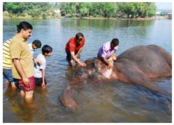 Dubare elephant camp