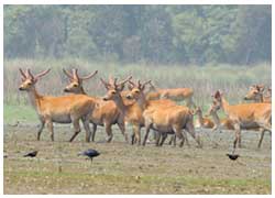 dudhwa national park