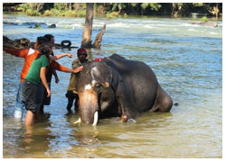 elephants bathing