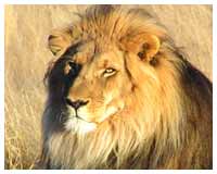 Gir National Park