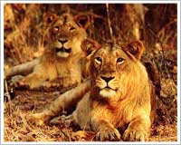 Gir National Park 