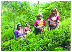 green tea plantation