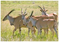 Best of Gujarat with Wildlife