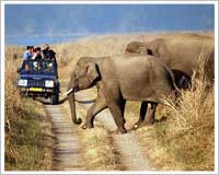 Corbett National Park Tour