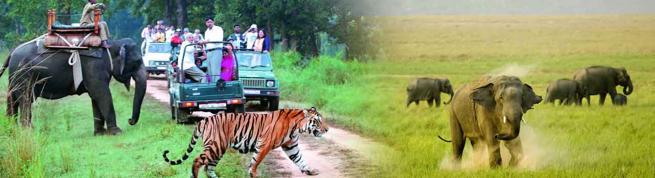 Jim Corbett Safari