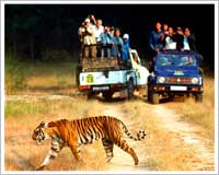 Jim Corbett National Park