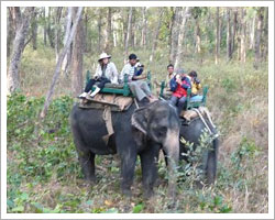 Kanha national park.