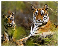 kanha-national-park-tours