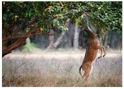 kanha national