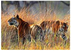 kanha tiger reserve