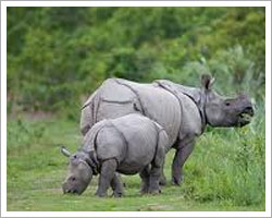 Kaziranga National Park