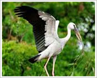 Kumarakom Bird Sanctuary