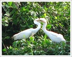 kumarakom-bird-sanctuary