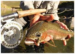 Mountain Trout Fishing Tour