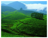 munnar-kerala