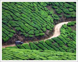 Munnar tea Gardon