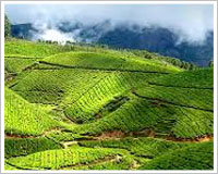 Munnar tour