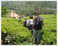 munnar trakking