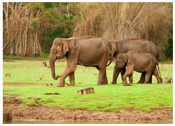 nagarahole national park