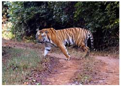 nagzira wildlife sanctuary