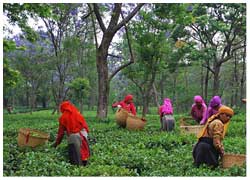 Palampur Tea Gardens