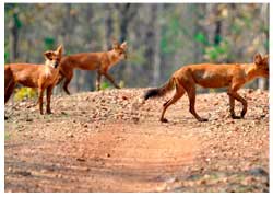 Pench with Nagzira Tour 