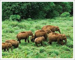 periyar national park