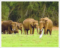 Periyar National Park