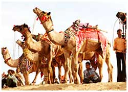 Golden Triangle Tour with Pushkar