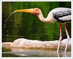 raganatittu-bird-sanctuary