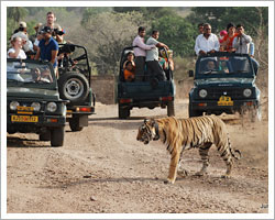 Ranthambore