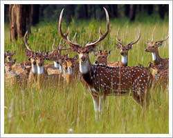 Ranthambore National Park