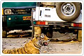 ranthambore-tiger-safari