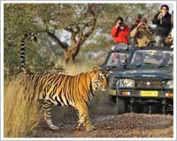 Ranthambore Jeep safaris