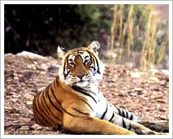 Ranthambore