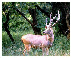 sariska-national-park