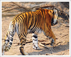 sariska-wildlife-sanctuary