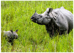 Short Escape to Kaziranga