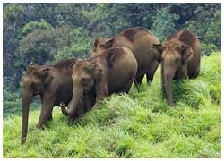 South India Wildlife & Nature