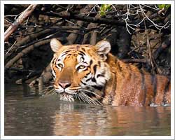 sundarban-national-park