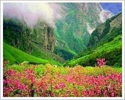 valley-of-flowers